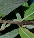 Arachnothryx leucophylla