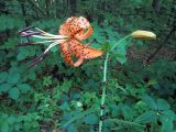 Lilium lancifolium. Верхушка цветущего побега. Ульяновск, Заволжский р-н, опушка широколиственного леса, заносное. 18.07.2021.