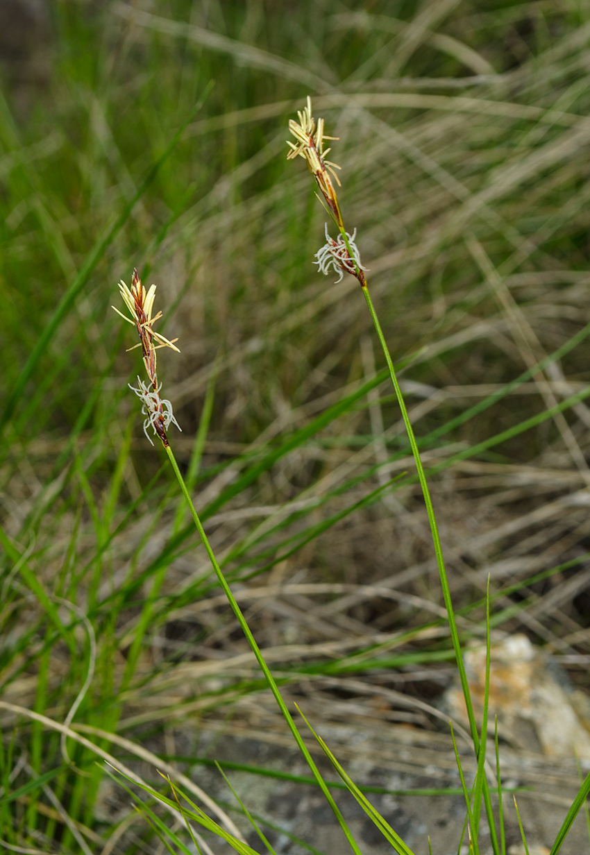 Image of genus Carex specimen.