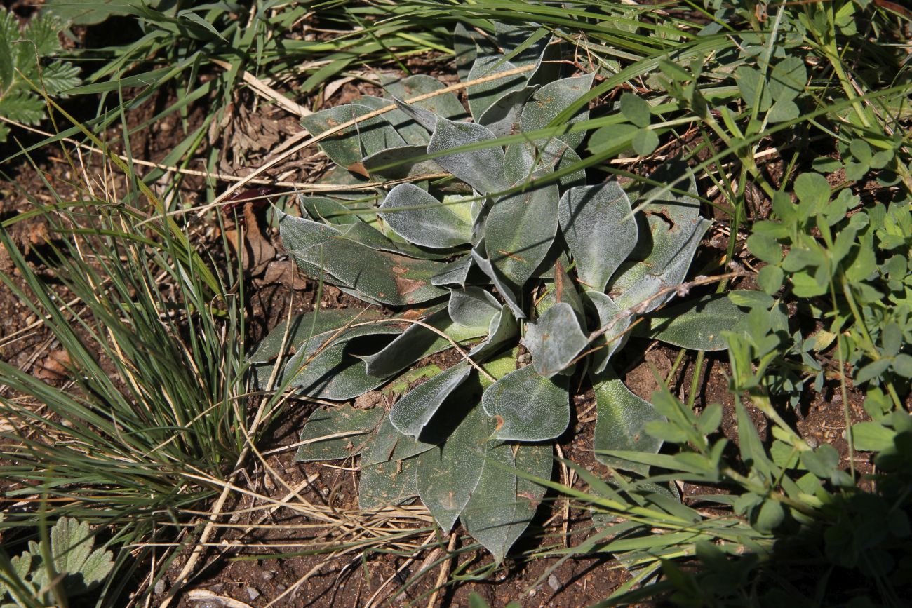 Image of Goniolimon speciosum specimen.