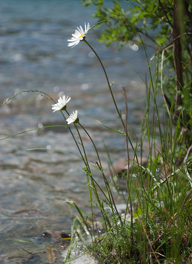 Image of Tripleurospermum ambiguum specimen.