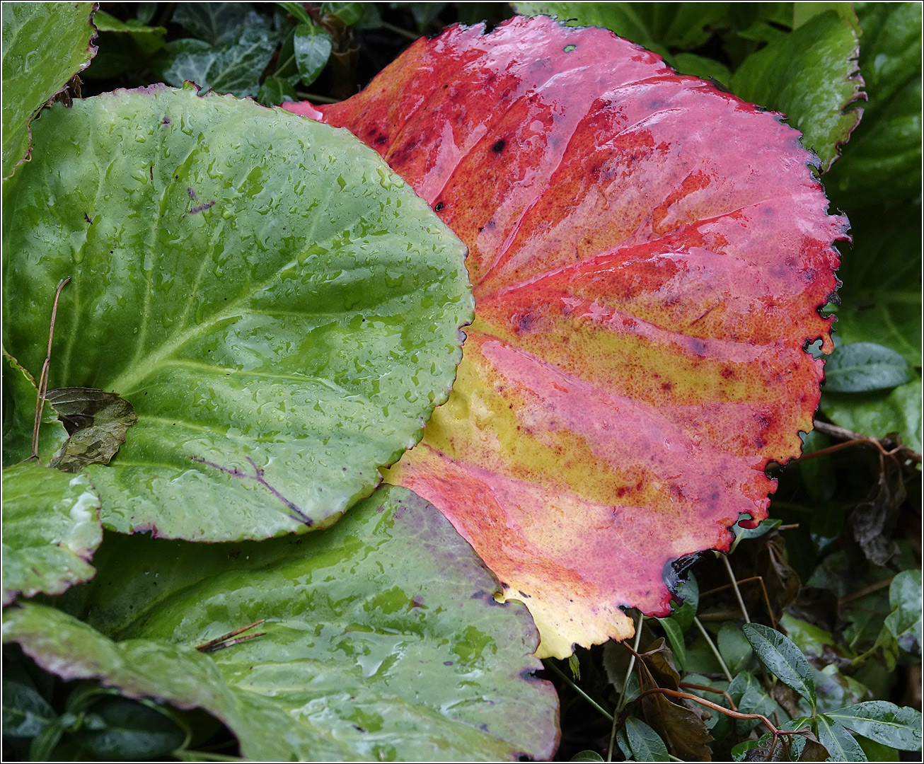 Image of Bergenia crassifolia specimen.