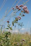 Origanum vulgare