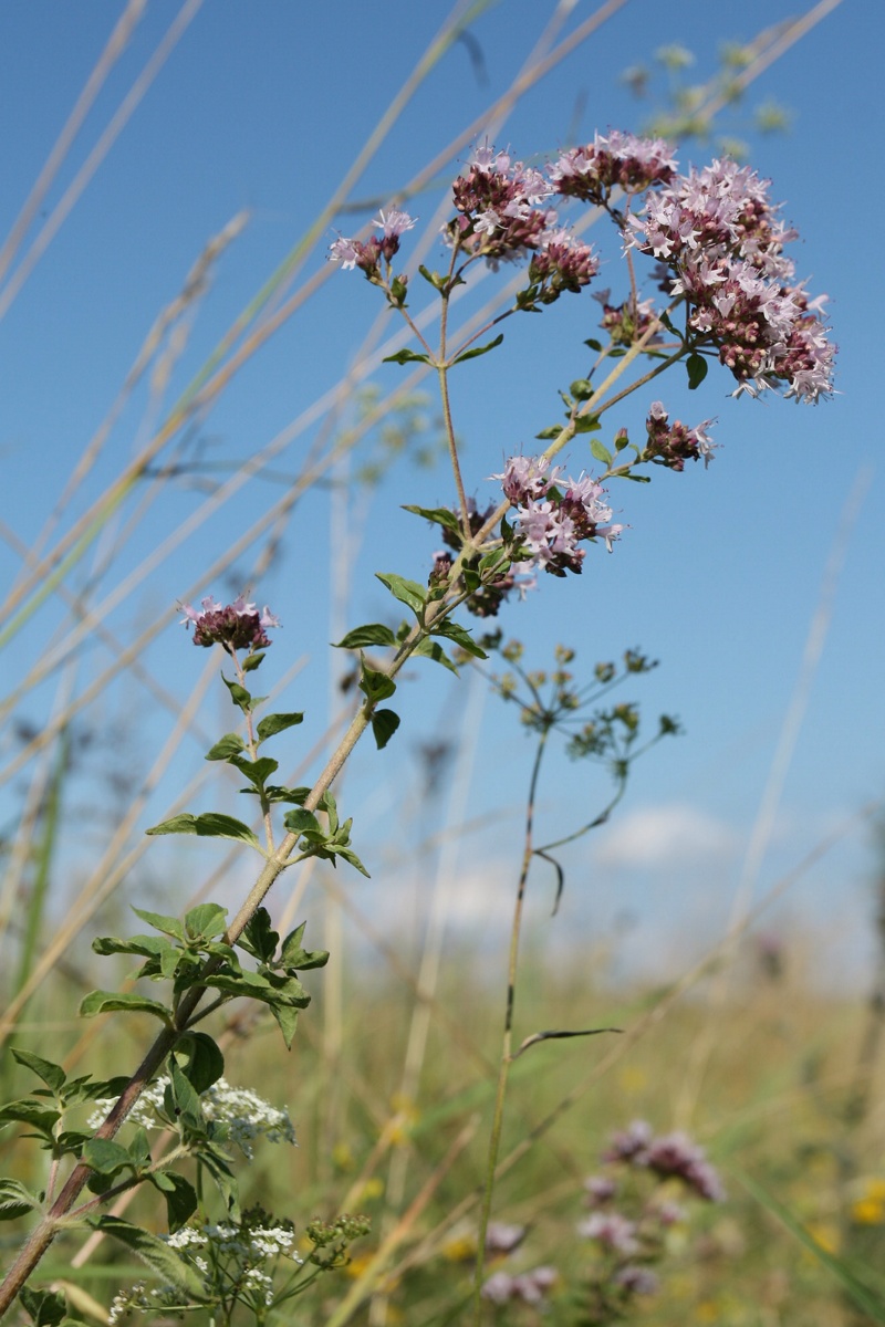 Изображение особи Origanum vulgare.