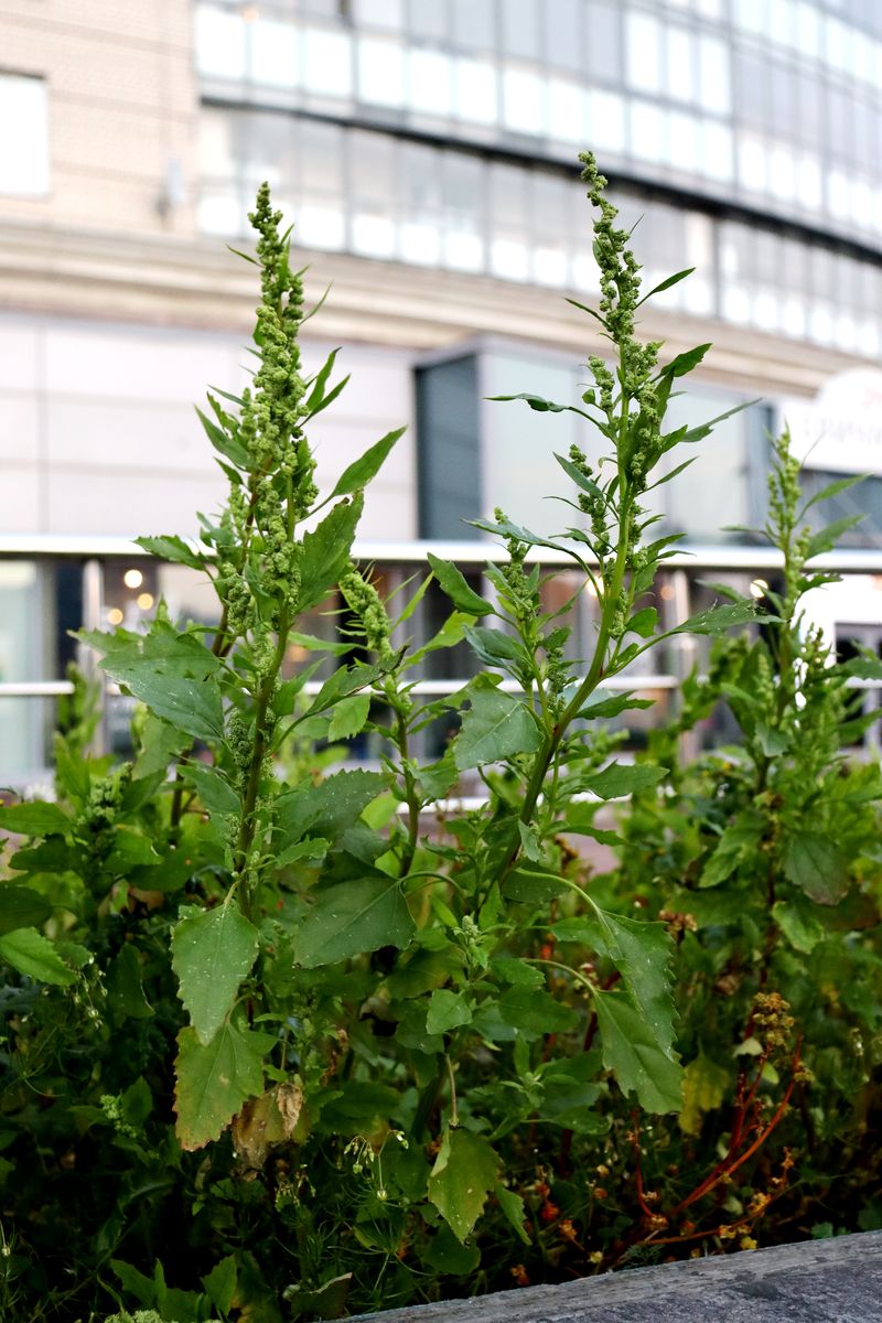 Изображение особи Chenopodium album.