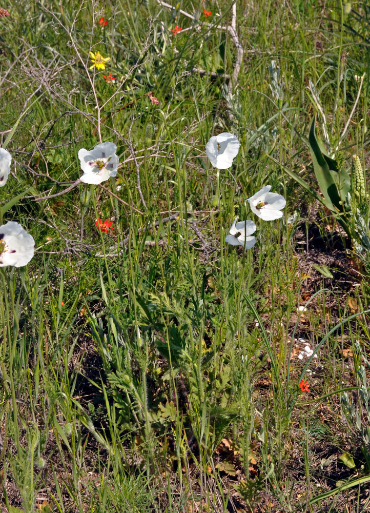 Изображение особи Papaver albiflorum.