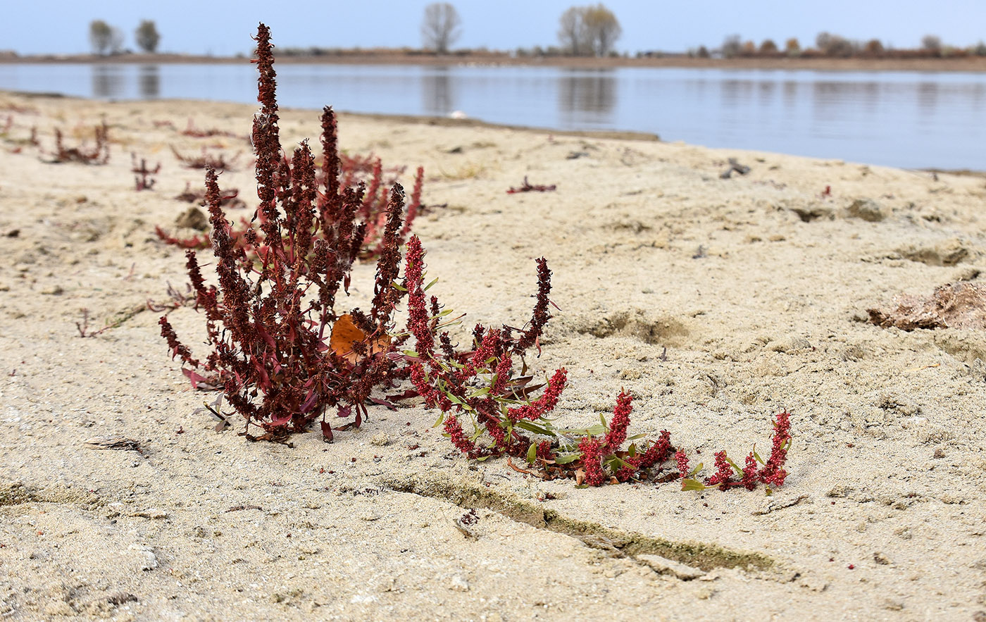 Изображение особи Rumex ucranicus.