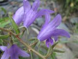 genus Campanula