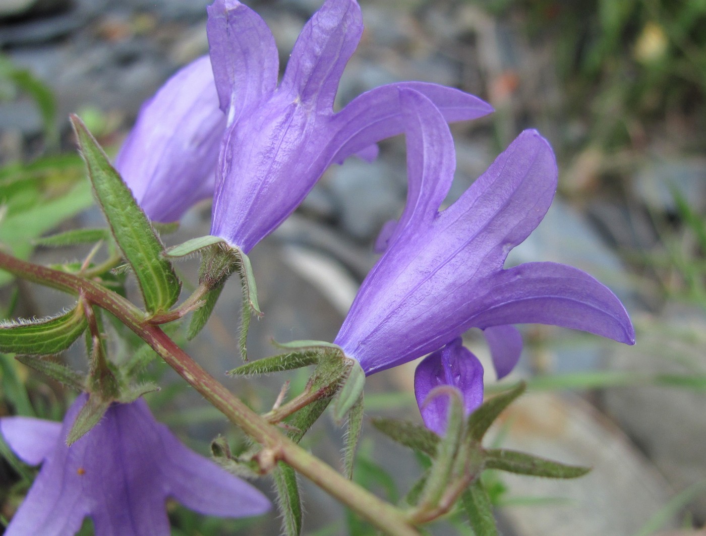 Изображение особи род Campanula.