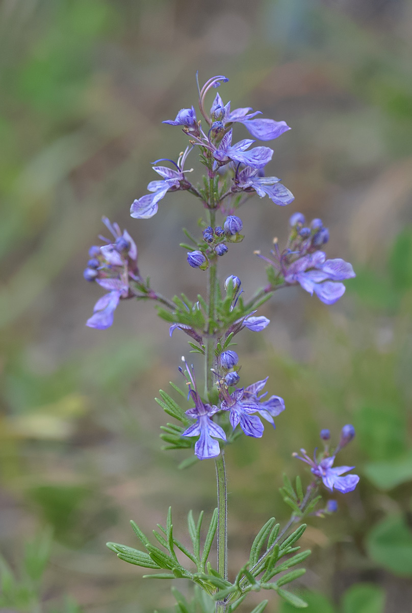 Изображение особи Teucrium orientale.