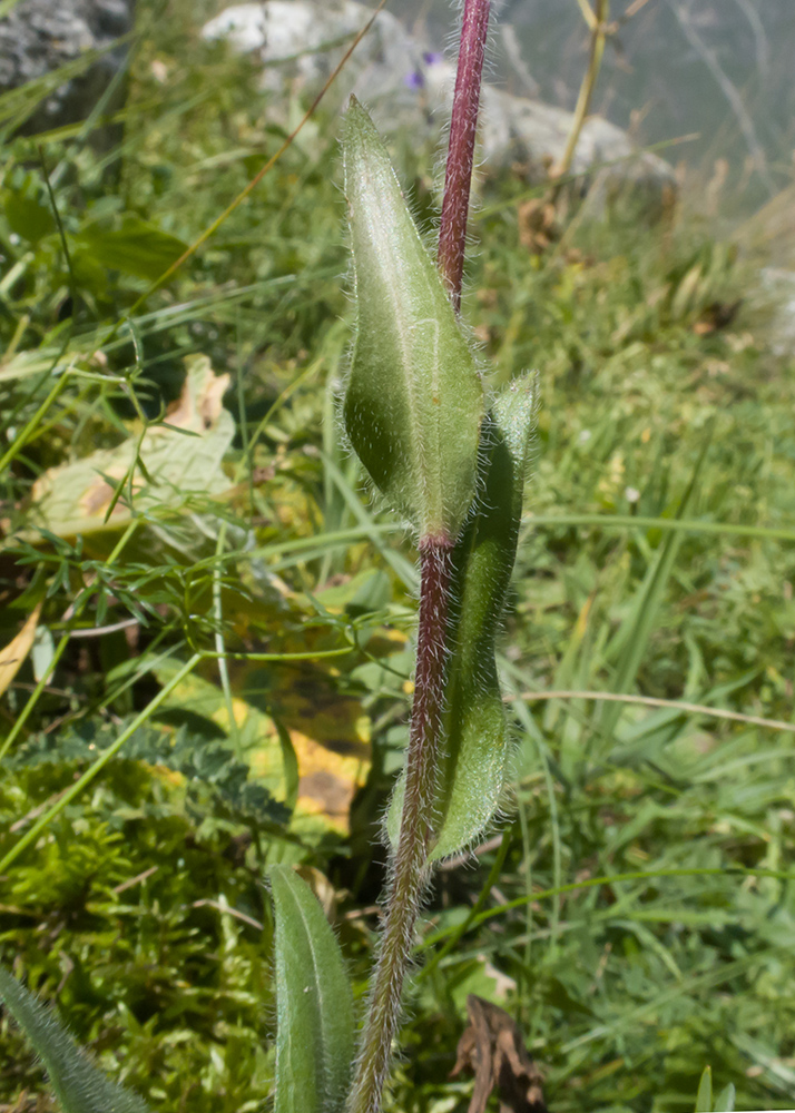 Image of Erigeron uniflorus specimen.