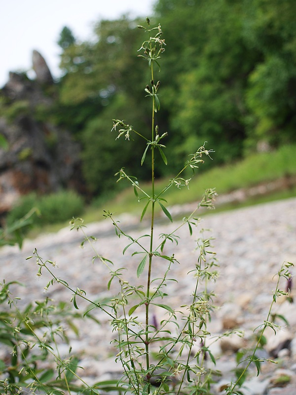 Image of Silene foliosa specimen.