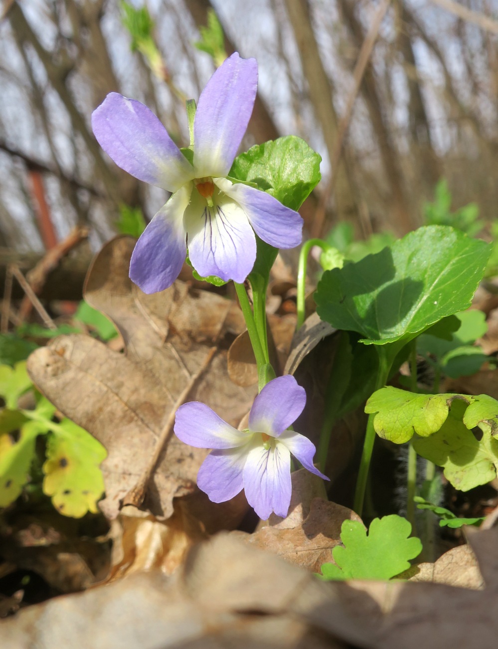 Image of Viola suavis specimen.