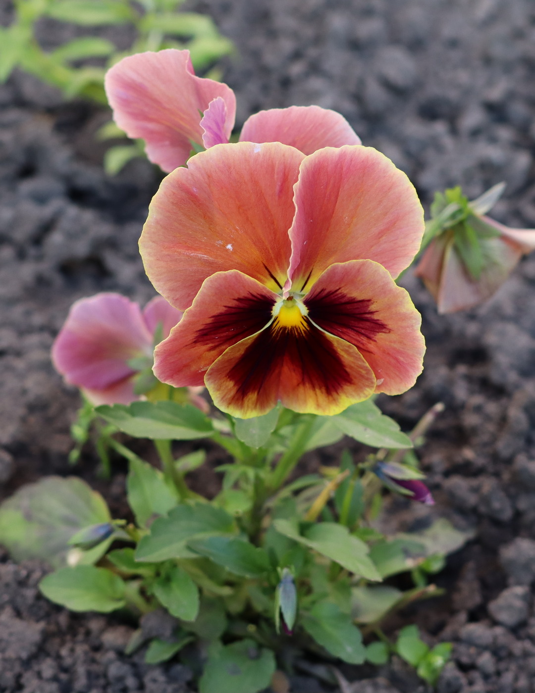 Image of Viola wittrockiana specimen.