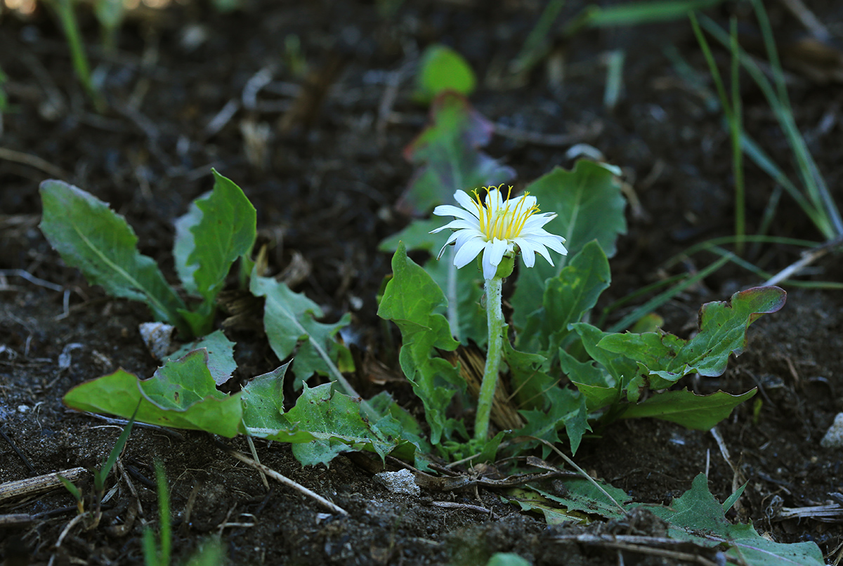 Изображение особи Taraxacum coreanum.