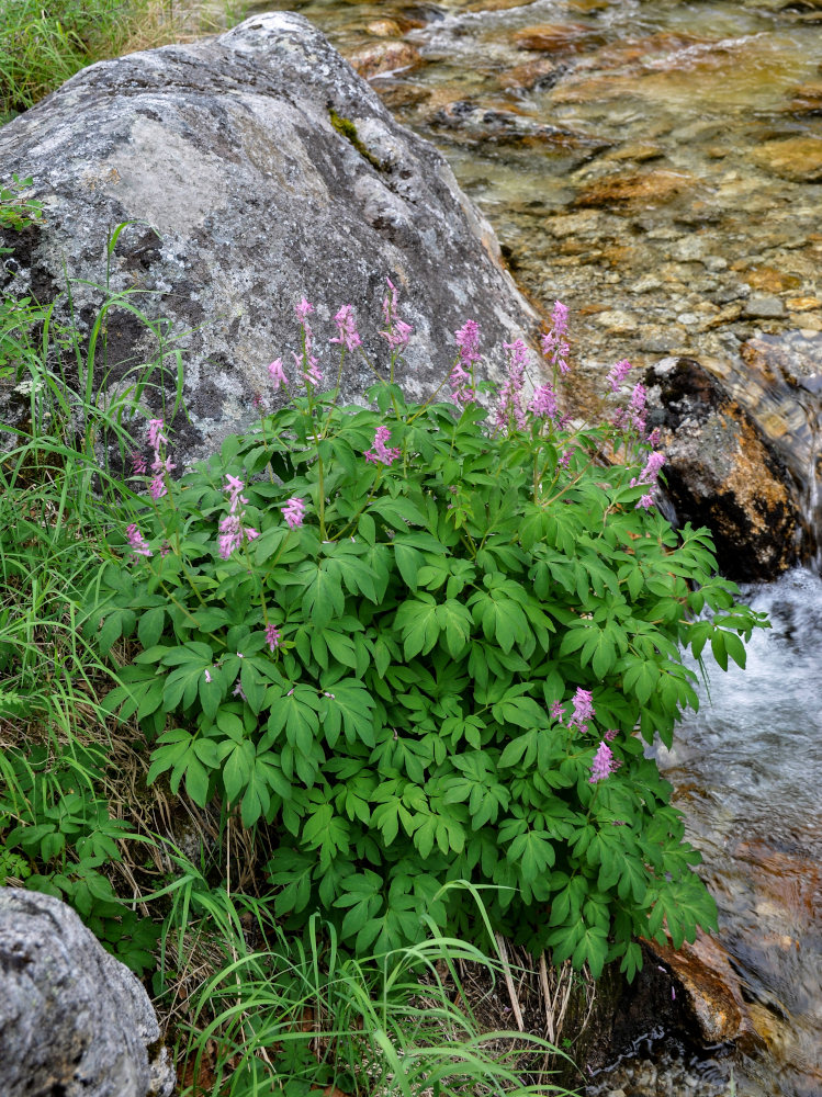 Image of Corydalis multiflora specimen.
