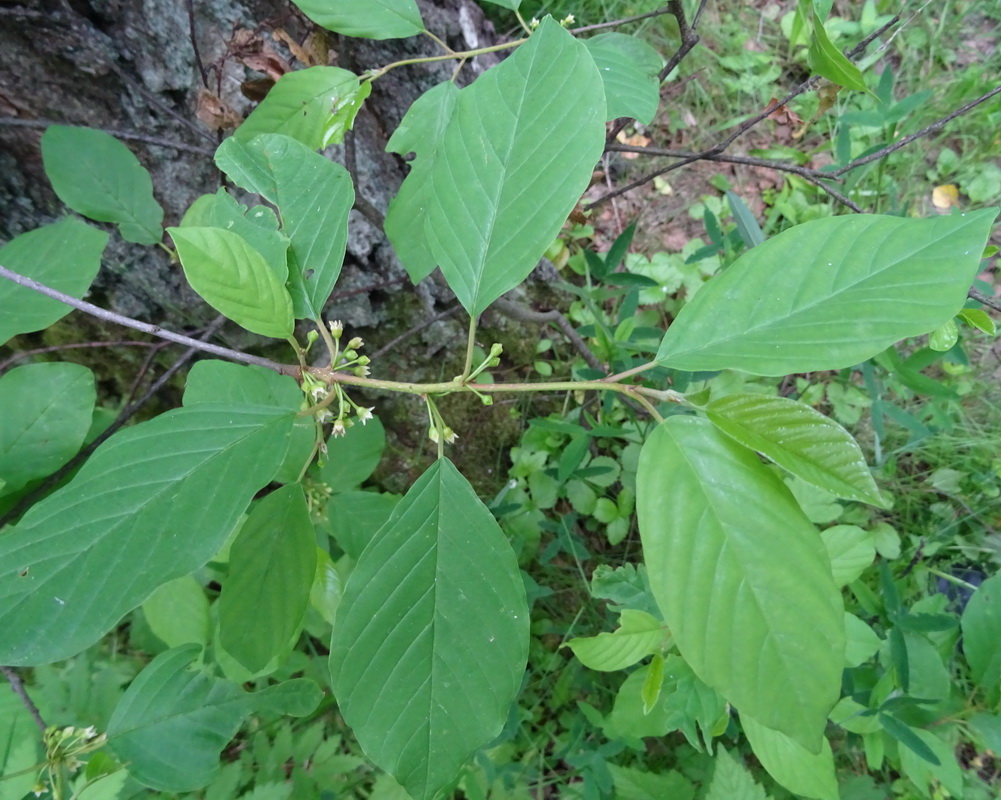 Image of Frangula alnus specimen.