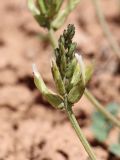 Astragalus megalomerus