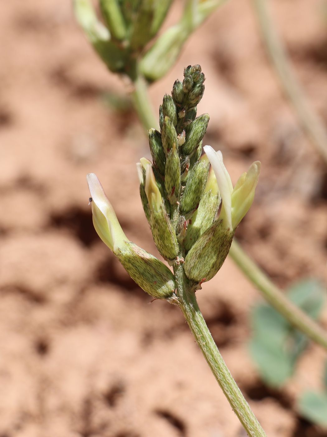 Image of Astragalus megalomerus specimen.