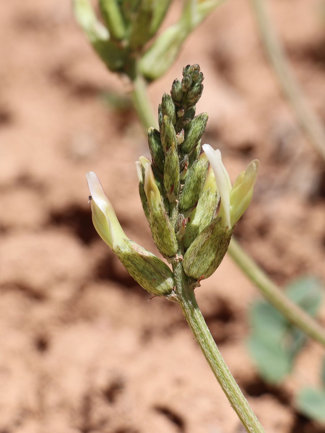 Изображение особи Astragalus megalomerus.