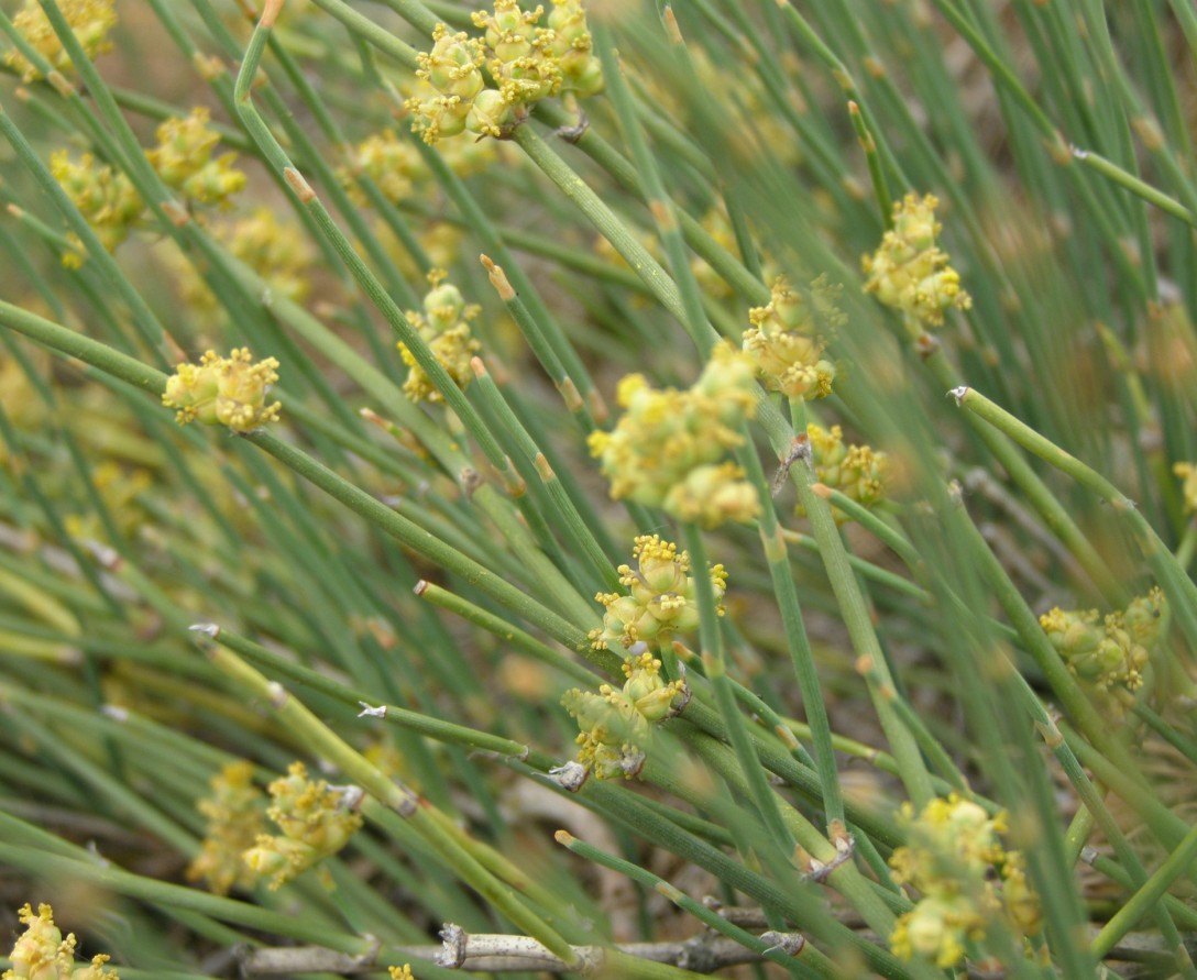 Изображение особи Ephedra distachya.