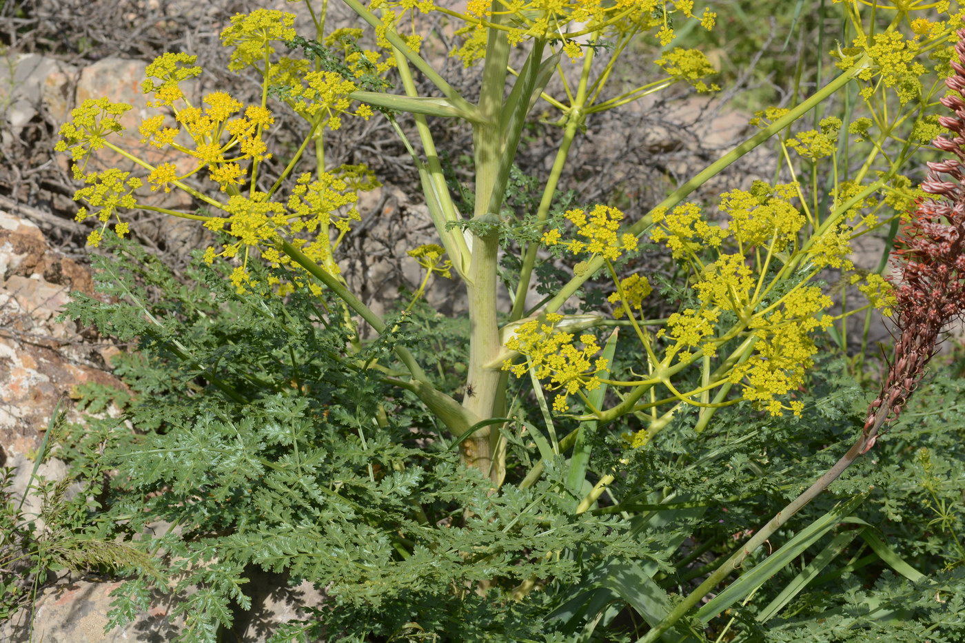 Изображение особи Ferula samarkandica.