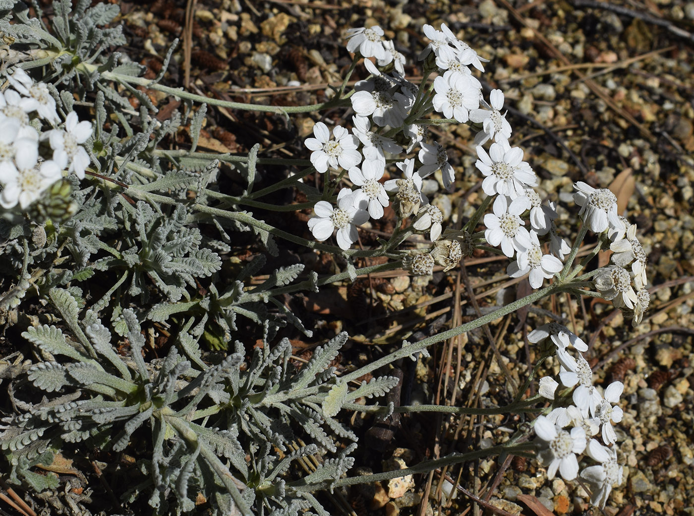 Изображение особи Achillea umbellata.