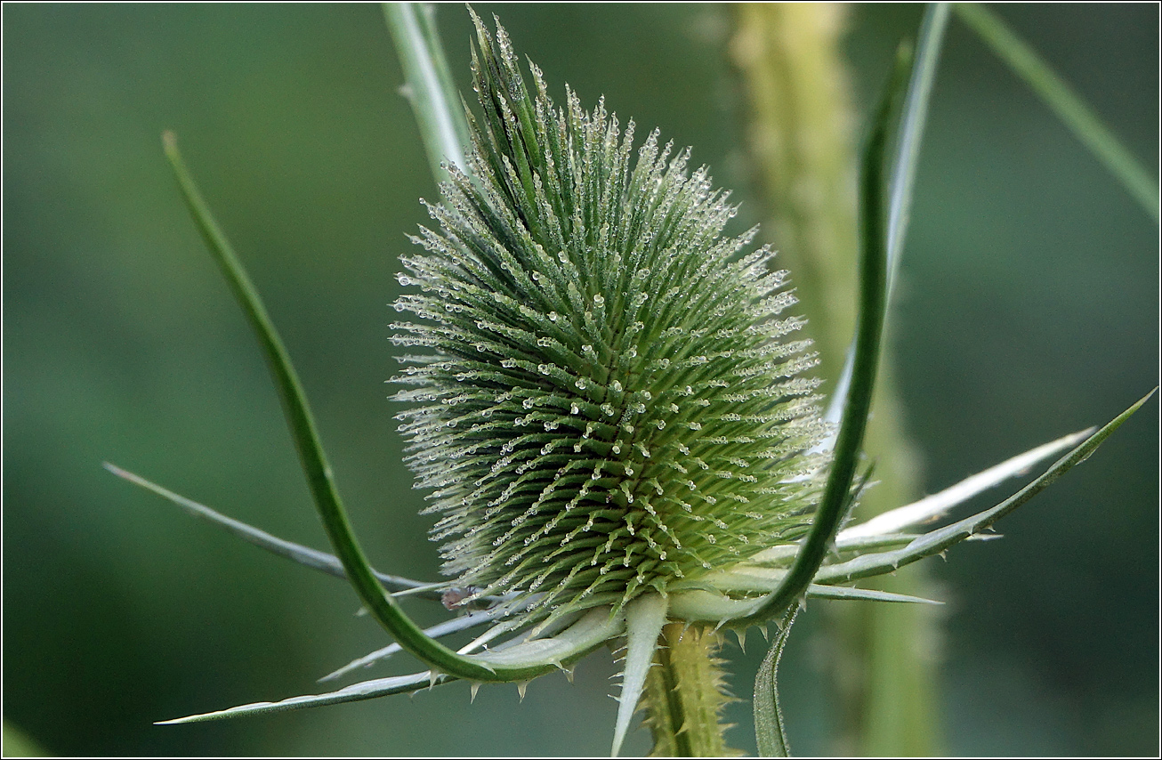 Image of Dipsacus fullonum specimen.