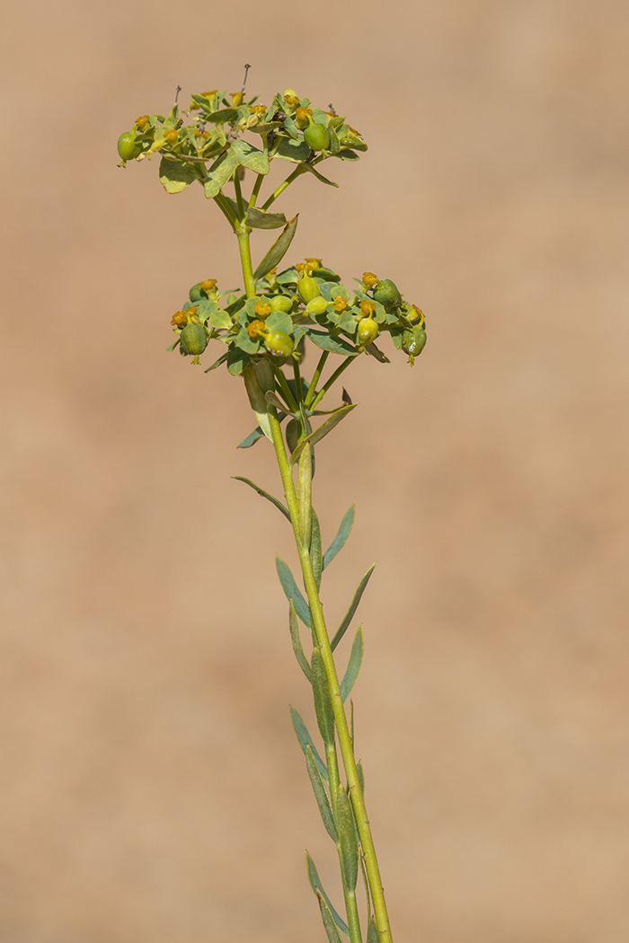 Изображение особи Euphorbia seguieriana.