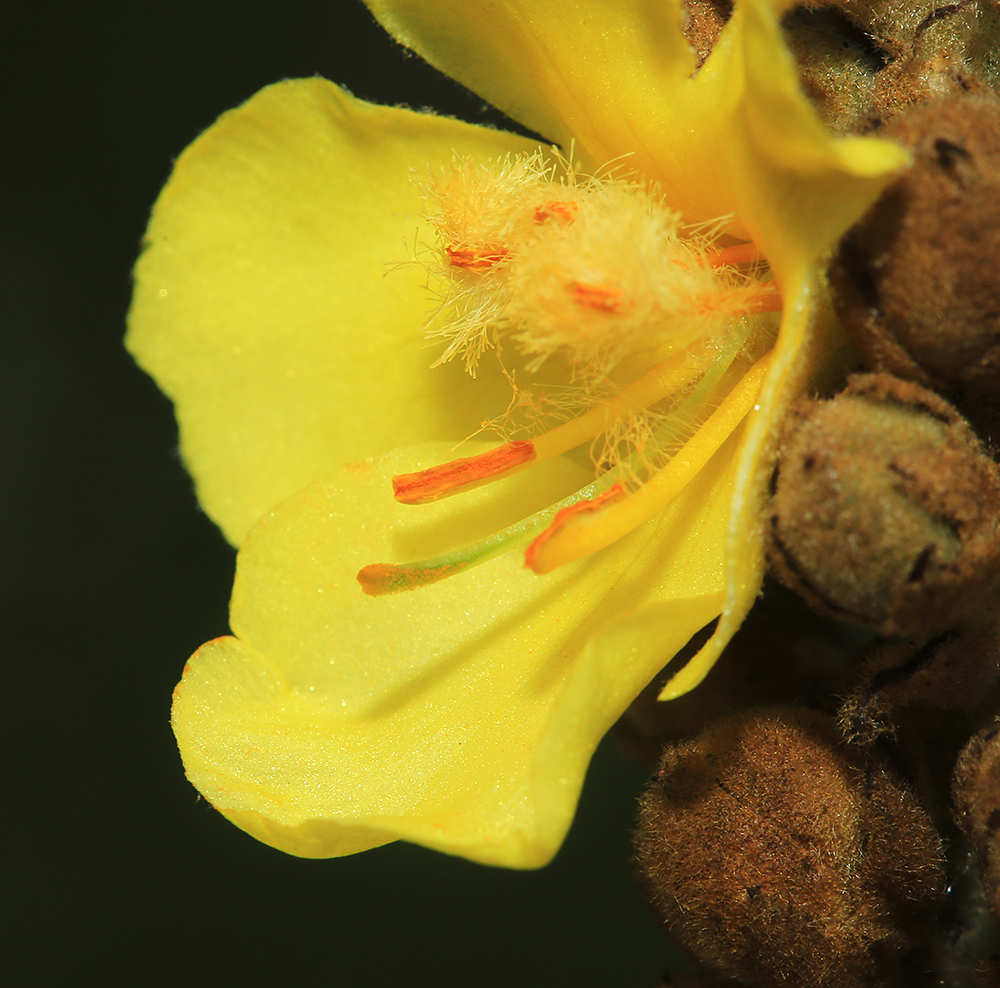 Изображение особи Verbascum densiflorum.