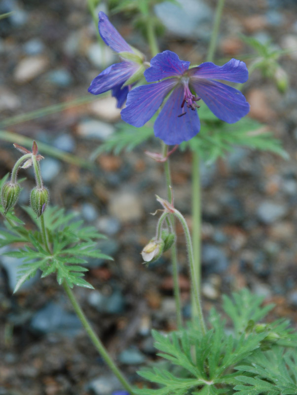 Image of Geranium pratense specimen.