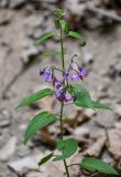 Solanum dulcamara