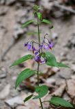 Solanum dulcamara. Верхушка побега с соцветием. Чечня, Шатойский р-н, Нихалойские водопады, подножие скалы, берег ручья. 26.07.2022.