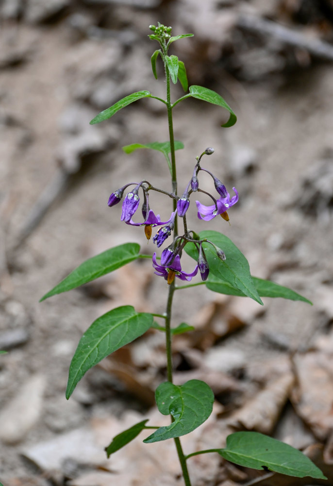 Изображение особи Solanum dulcamara.