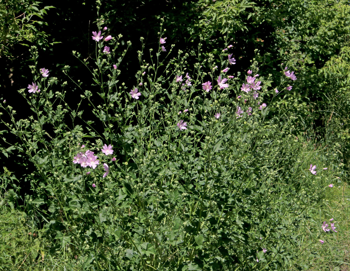 Image of Malva thuringiaca specimen.