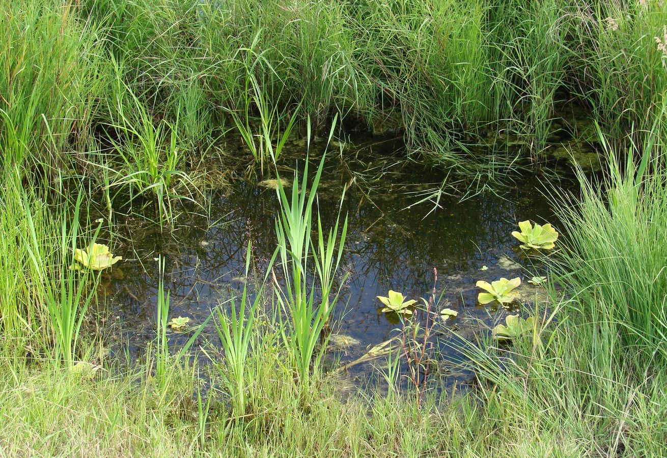 Image of Pistia stratiotes specimen.