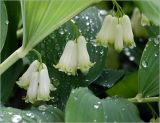 Polygonatum multiflorum