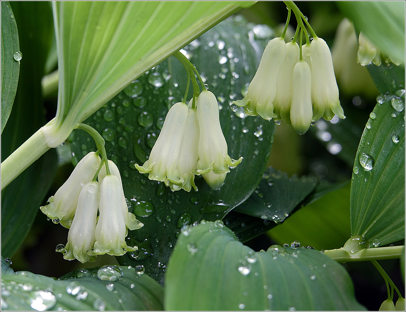 Image of Polygonatum multiflorum specimen.