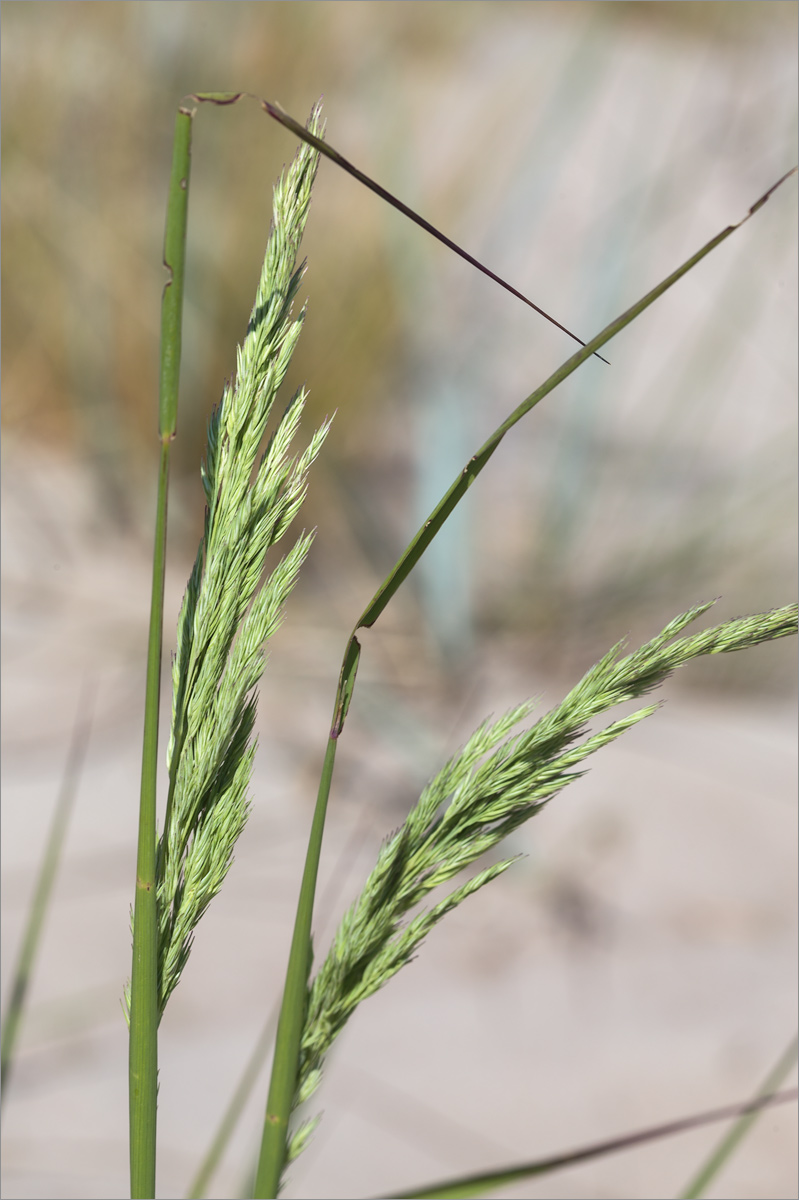 Image of Calamagrostis meinshausenii specimen.