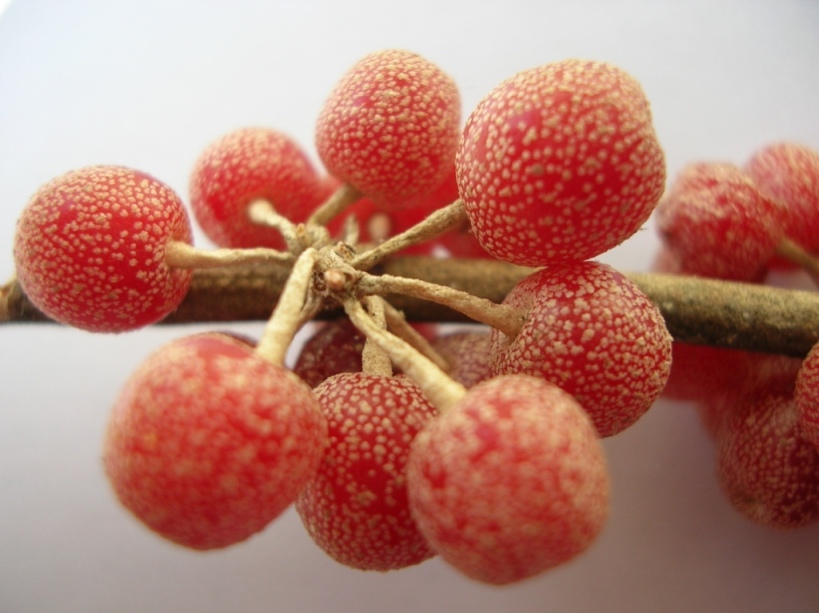 Image of Elaeagnus umbellata specimen.