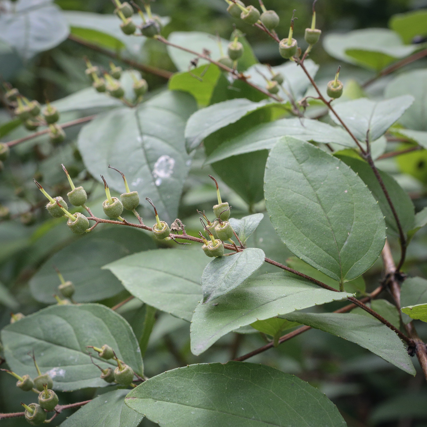 Изображение особи род Deutzia.