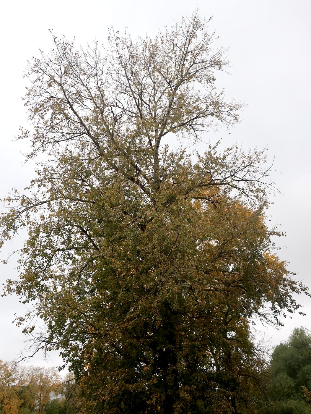 Изображение особи Populus &times; sibirica.