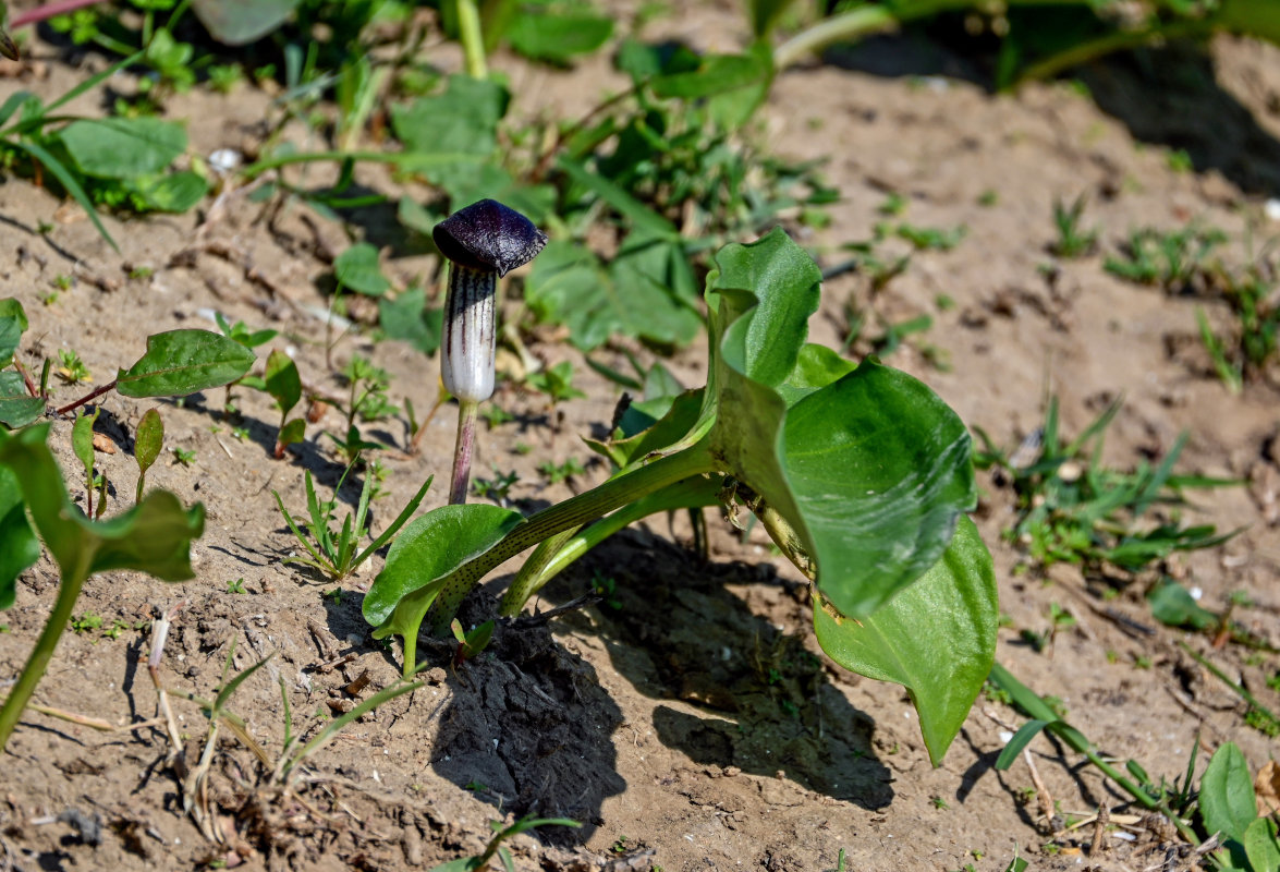 Image of Arisarum simorrhinum specimen.