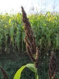 Echinochloa esculenta. Верхушка плодоносящего растения. Беларусь, Гродненская обл., Новогрудский р-н, Ладеникский сельсовет, окр. дер. Малые Карныши, окраина кукурузного поля, у грунтовой дороги. 08.09.2021.