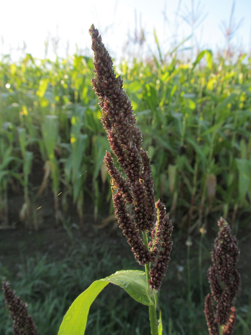 Image of Echinochloa esculenta specimen.