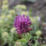 род Trifolium