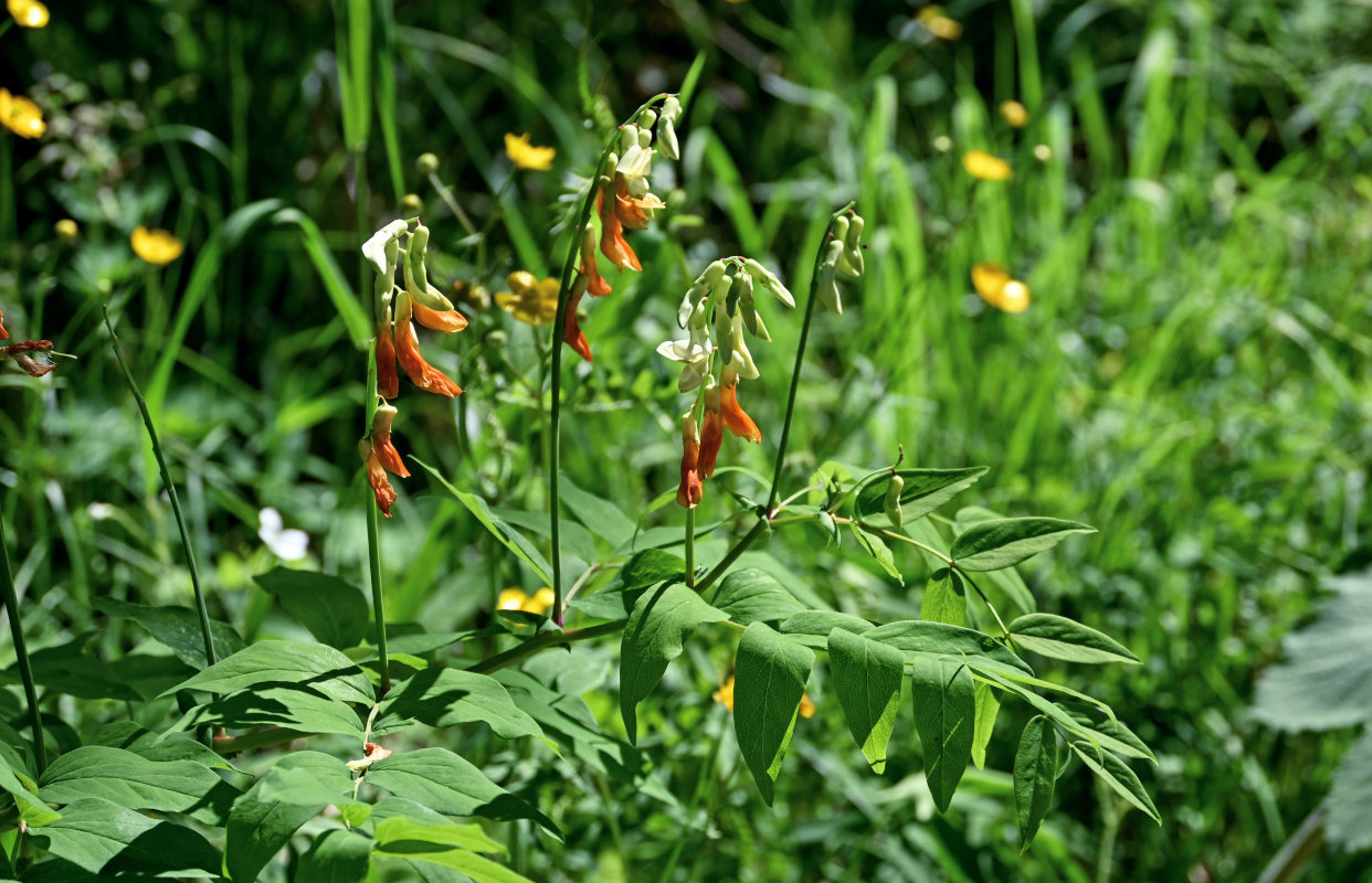 Image of Lathyrus gmelinii specimen.