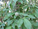 Cynoxylon capitatum