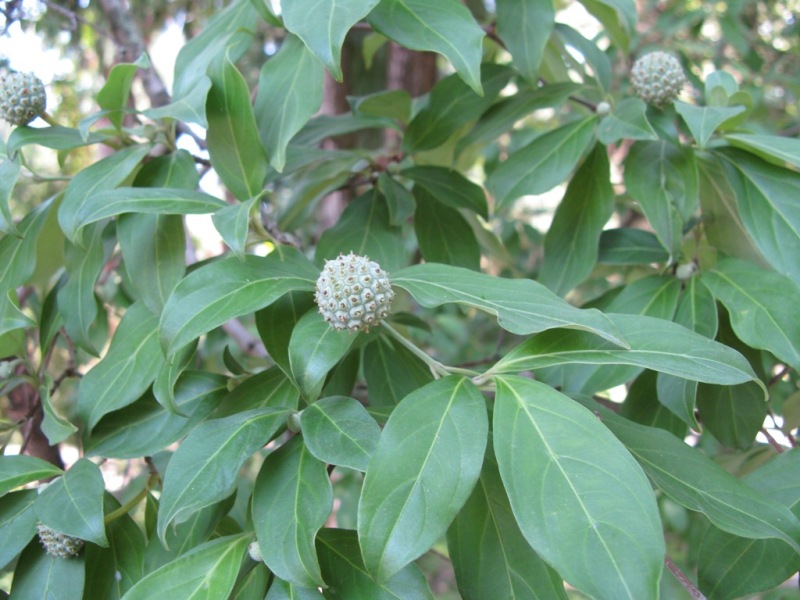 Image of Cynoxylon capitatum specimen.