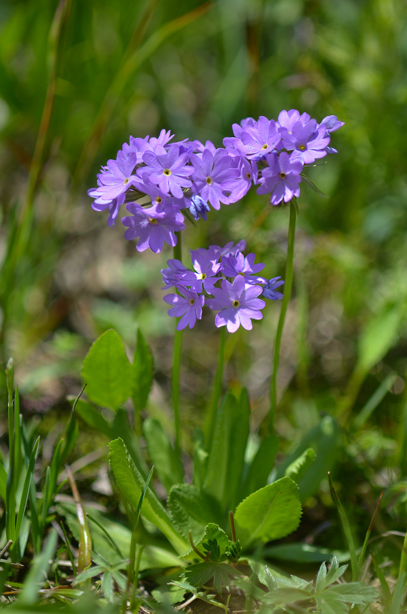 Изображение особи Primula algida.